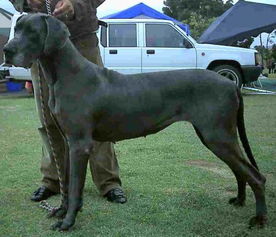 有一种黑色的大型犬叫什么名字,比较凶,有点象拉布拉多. 