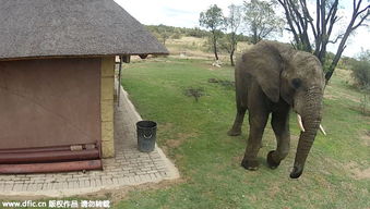 处女座 大象爱干净 捡易拉罐扔垃圾桶 