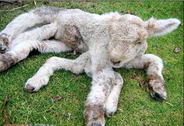 内蒙古现罕见畸形羊羔 共有7条腿很机灵 