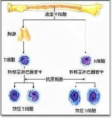 特异性免疫