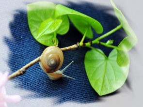 蜗牛的春天(蜗牛的春天绘本)