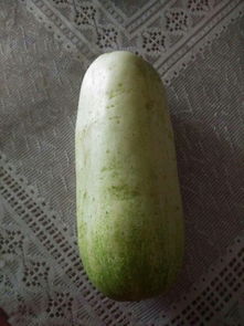 这是什么黄瓜,又粗又大,每个二至三斤 