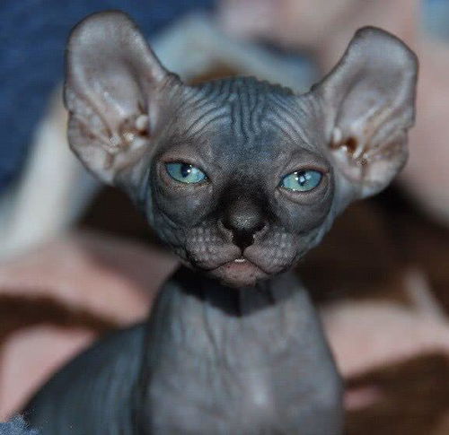 世界上最奇异的猫咪你见过几种 网友纷纷表示这种猫最诡异