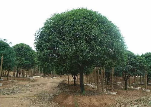 干桂花，干桂花的功效与作用及食用方法