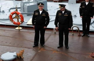 为何航母和军舰上面都会养猫 原来 舰猫 暗藏这么大的作用