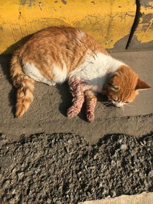 猫猫外伤吃什么消炎药 