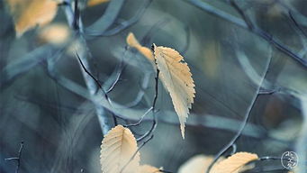 关于秋天植物坚强的诗句
