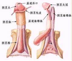 上海包皮环切术最好医院 