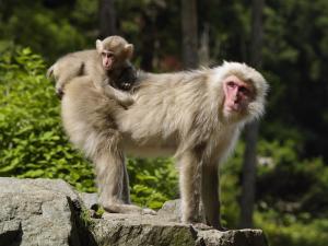 日本袖珍石猴的饲养危害 