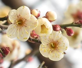 绿萼梅和白梅花是一样的吗,白色梅花的寓意和象征？
