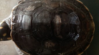 我的黄头侧颈龟老是在晒台上不下水,也不吃东西了,右腿还肿了怎么办 