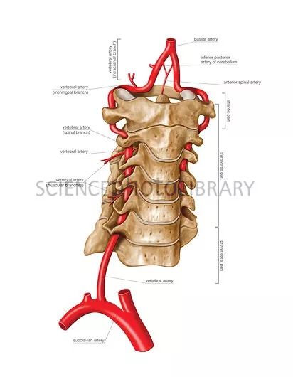 椎动脉分段解剖图 