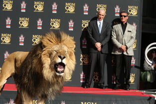 动物名人堂丨这七只狮子让米高梅火了90年,在默片时代就能发声 