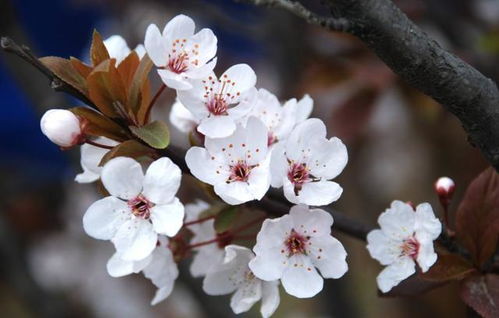 浪漫的樱花自己在家也能种,养护简单,年年都能在家赏花