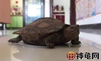 龟趣 亚洲巨龟 谁没点搞笑的黑历史