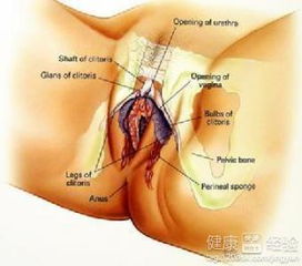 阴部瘙痒是什么原因(阴外面毛毛痒是什么原因引起的)