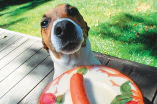 狗狗能吃莴笋类植物吗 最为常见的生菜和卷心菜呢