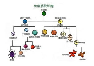 国内可以制备免疫细胞的公司有多少家