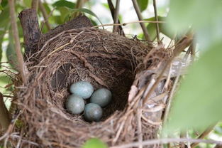 梦见鸟巢中有破壳的鸟蛋是什么意思(梦到鸟巢有很多蛋是什么意思?)