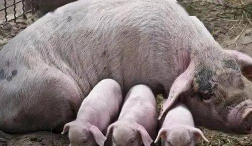 猪的正常体温到底是多少 新手养殖户赶紧收藏