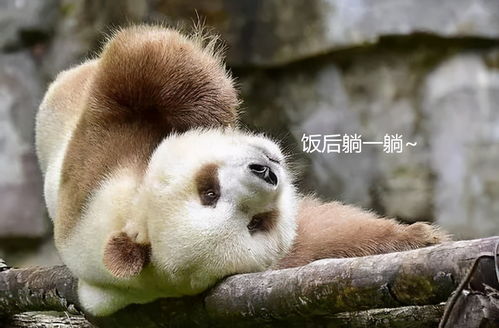 学习强国四人赛解析之54 上新大熊猫5题 