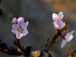 山上桃花始盛开