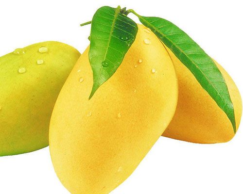 芒果种子是根先发芽还是芽先发芽,芒果核能种出芒果来吗