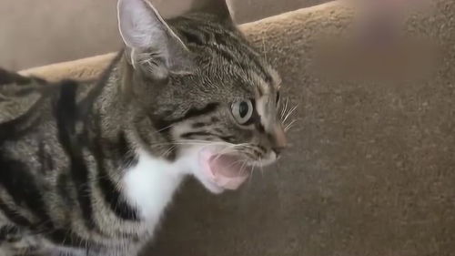 猫咪偷吃香肠,不料被卡住了嘴巴,镜头拍下搞笑画面 
