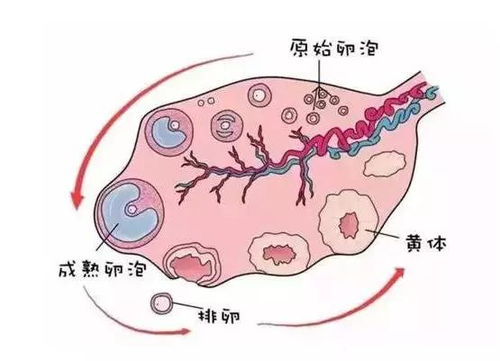 卵泡长不大是怎么回事 主要是这3大因素在作怪