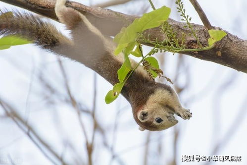 这种动物只有5年寿命,睡觉就用了4年,宁愿饿死也要睡觉