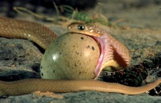 小蛇吞下比头部大10倍的蛋,怎么做到的 