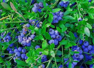 蓝莓成熟的季节是几月,蓝莓采摘期叫