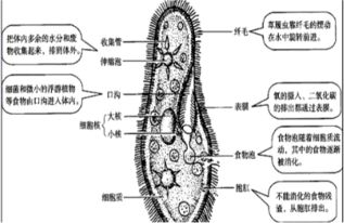 草履虫呼吸作用的完成是通过A.细胞膜B.细胞核C.细胞质D.纤毛 题目和参考答案 青夏教育精英家教网 