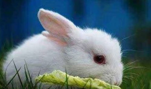 你是属兔的吗 财神爷给生肖兔红包,豪车洋房不是梦 接财了