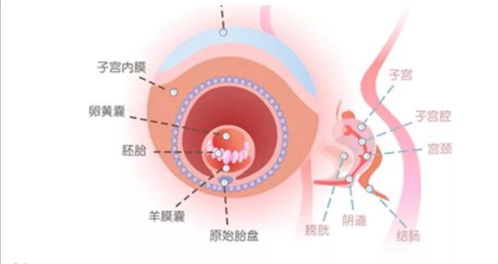 十月怀胎孕妈妈需要知道的那些事