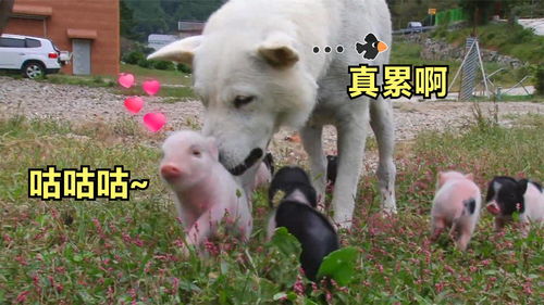 狗狗给八只小猪崽当奶妈,喂完奶后生无可恋,小东西还挺能吃 