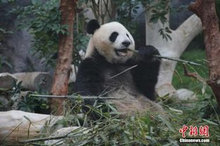 知道熊猫却不懂中国 报告称文化国际传播软实力逆差待扭转 