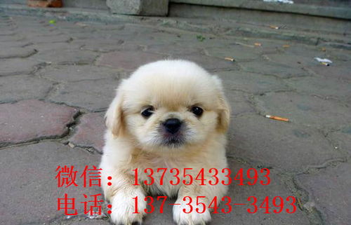 武汉宠物狗狗犬舍出售纯种京巴犬 哪里有卖狗买狗市场