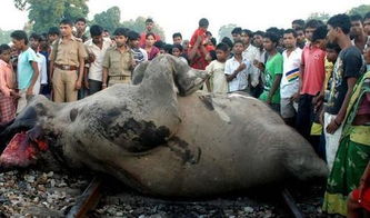 大象尸体躺在火车铁轨上,得知真相后众人不禁落泪
