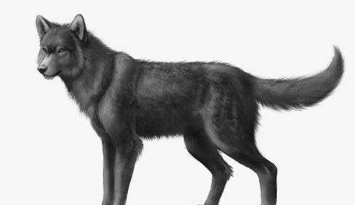 流浪狗是不是可以进化成狼 