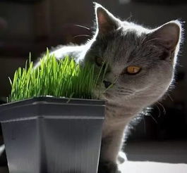 哪些常见的绿植花草对猫主子有致命伤害 
