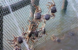 养殖天逸兰的五大要点,螃蟹兰的养殖方法