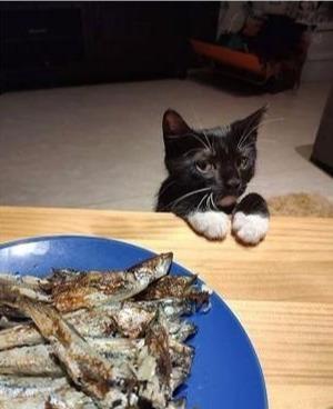 坏主人在猫咪面前吃鱼,想动手自己拿却被主人制止,萌猫一脸不爽