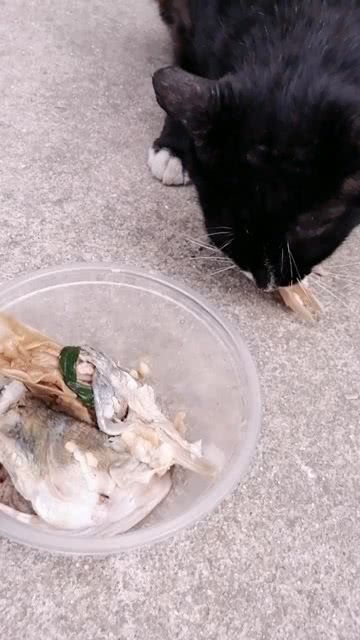 不吃猫粮的猫咪最爱吃鱼 