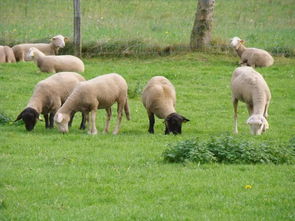 养殖户新办养羊场要怎么做,规模化养羊的操作流程