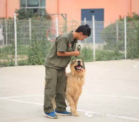 宠物美容培训学校训犬班的毕业考试