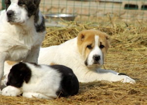 纯种中亚牧羊犬幼崽出售信息怎么挑选养殖基地介绍