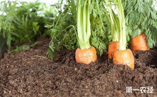 胡萝卜种子要怎么种植,胡萝卜籽可以放身上催芽吗