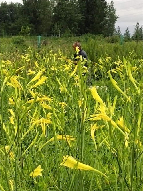 霍邱县泥小子生态农业种植专业合作社