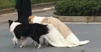 主人带两只狗出门,怕其中一只狗冷,于是拿了一个毯子给它披上后....